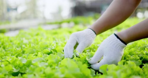 Close up shot, Male's hands in gloves touch and checking on green oak in hydroponics cultivation far