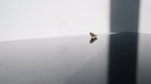 Shelled Walnuts Falling on Reflective Surface Close Up