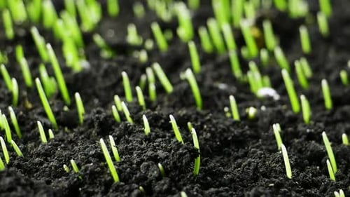 Growing Green Wheat Plant Time Lapse, Timelapse Seed Growing, Closeup Nature Agriculture Shoot