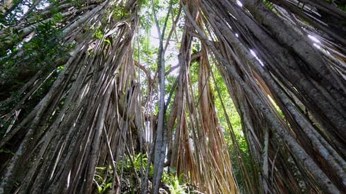 Looking Up Through Tropical Rainforest Canopy