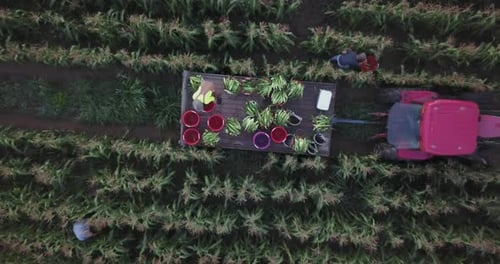 Camera ascends over wagon full of corn in a corn field as men pick corn all around it. Camera looki
