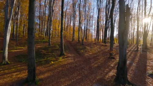Maneuverable Flight Between Trees in a Fabulous Autumn Forest at Sunset