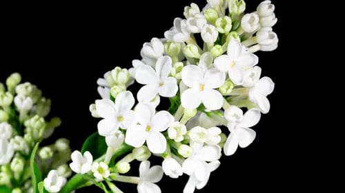 White Flowers Lilac Branch Blooming in Time Lapse on a Black Background. Beautiful Fragrant Opening