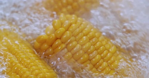Corn on the Cob Boiling in Water