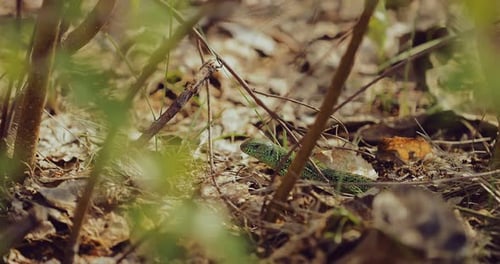 Green Lizard Sits in the Foliage in the Forest