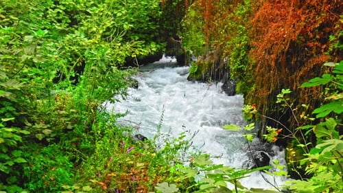 Wasserstrom (4K)
