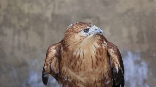 Majestic Brown Hawk Poses with its Wings