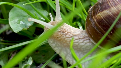 snail slowly moving in green grass, spring rainy day. snails coming out.beautiful close up 4k video