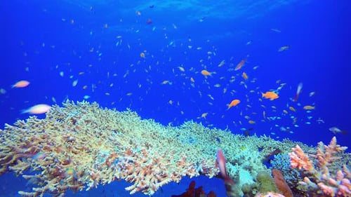 Bunte Unterwasserfische
