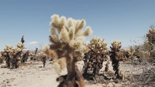 Cholla Cactus in Desert Landscape on Sunny Day