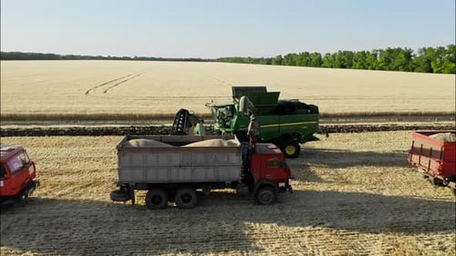 Combine Harvester Pouring Grain into Truck in Field
