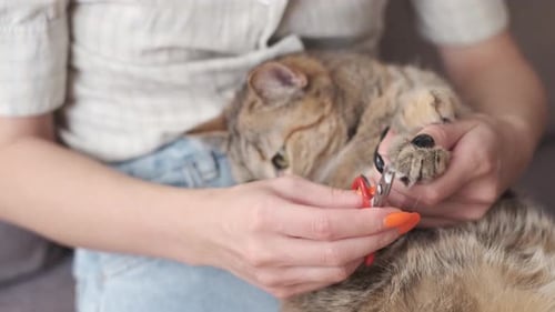 Une femme coupe des griffes de chat au gingembre à la maison