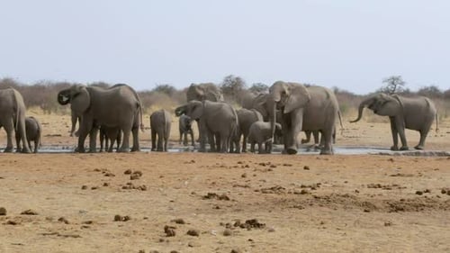 Elephants Gather to Drink at African Watering Hole