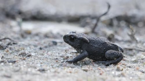 Dark Toad Sitting on Sand in Close Up