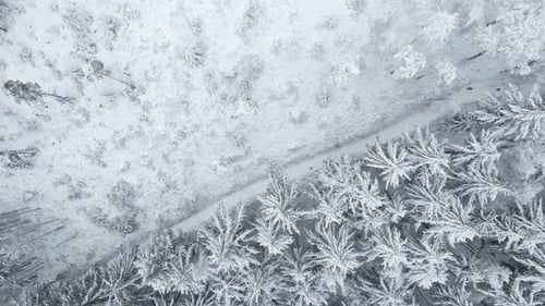 Wunderschöner Winterwald mit verschneiten Bäumen Luftaufnahme