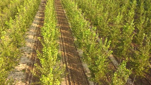 Poplars Tree Agriculture Cultivation Field Aerial View