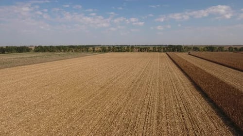 Agriculture Field In Fall