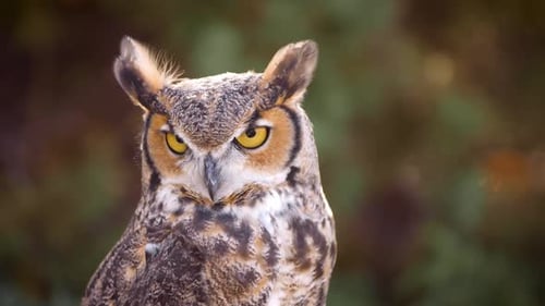 Great Horned Owl Close-Up