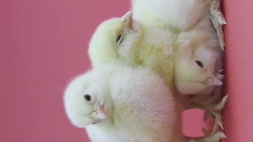 Soft Yellow Chicks Nestled on Salmon Surface