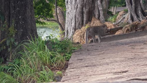 Macaque Monkey Exploring by the Water