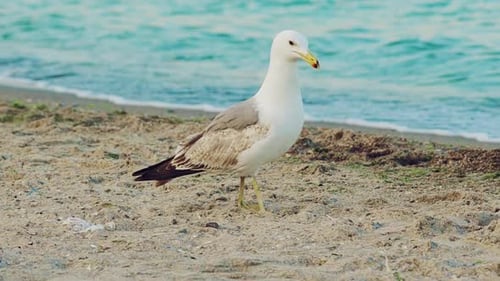 Seagull is Walking Along