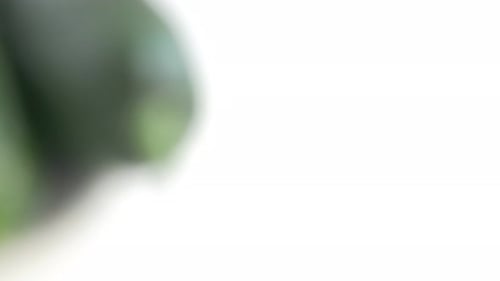 Cucumber pan close up UHD 2160p footage on white background - Cucumber fresh vegetable in 4K UHD 38