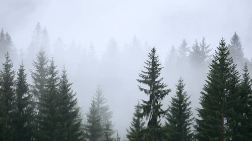 Fog Smoke Forest Mountains