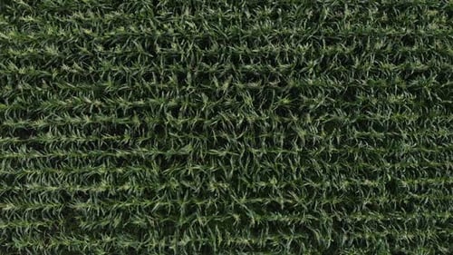 Aerial View of a Green Corn Field. The Camera Goes Down Over the Cornfield
