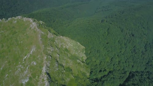 Green Forest Landscape in Mountain