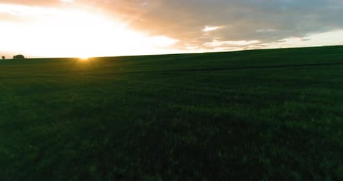 Flug über ländlicher Sommerlandschaft mit endlosem gelbem Feld am sonnigen Sommerabend. Landwirtschaftlich
