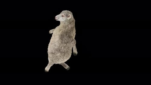 Cute Sheep Dancing on Two Legs Animated Loop