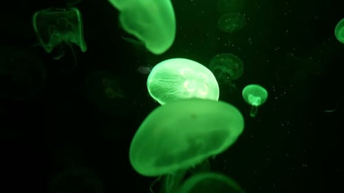 Im Wasser schwimmende Quallen