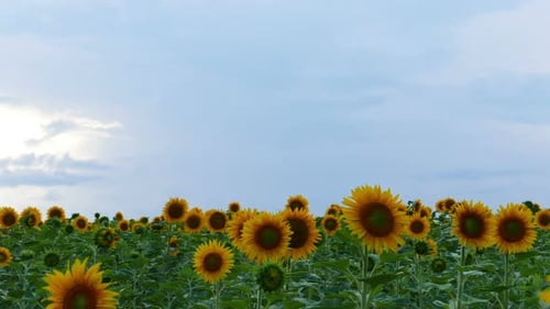 Sonnenblumen-Felder