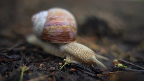 Makroplan einer kriechenden Schnecke