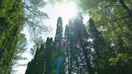 Looking Up Through Green Forest Canopy on Sunny Day