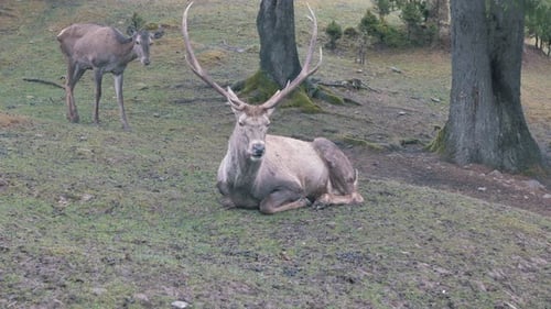 Rotwild in der Brunftsaison. Herbst - Jagdsaison.