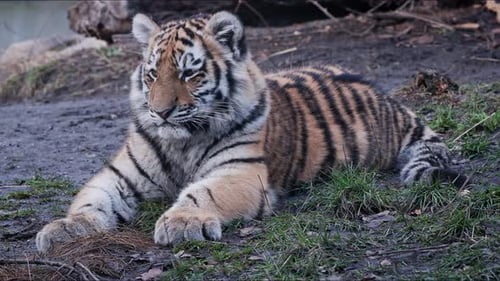 Cute siberian tiger cub, Panthera tigris altaica