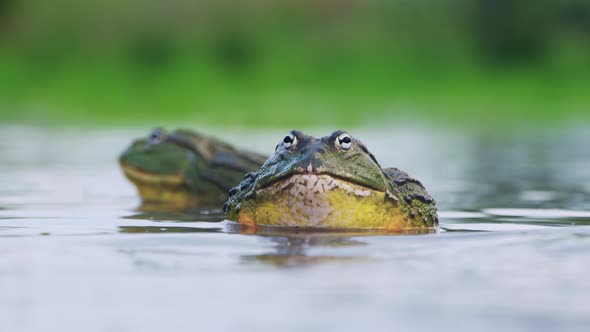 Mating Season For Huge African Bullfrogs In A Pond In Central Kalahari ...