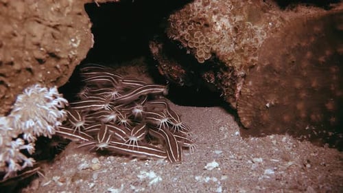 Underwater Tropical Schooling Catfish