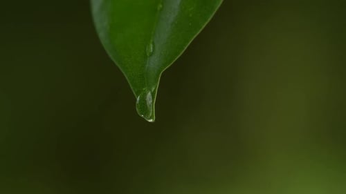 Wassertropfen auf einem Blatt 60