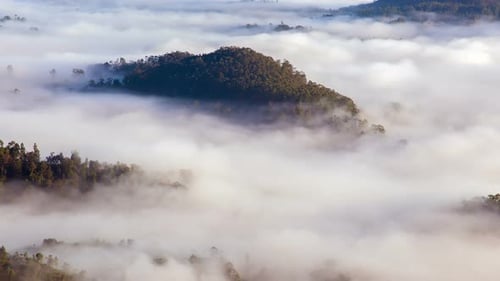 Fog in the Forest Mountains