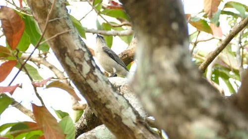 Gray Bird Perched in Tree