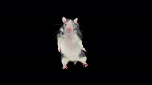 Animated Cute Rat Dancing On A Black Background