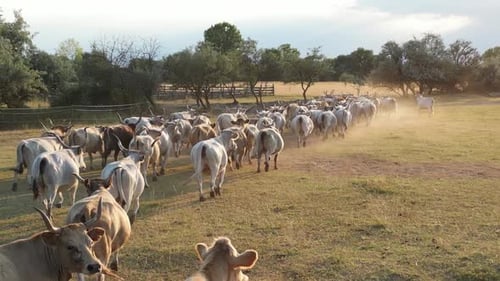 Cattle Herd Moving Across Grassy Rural Field