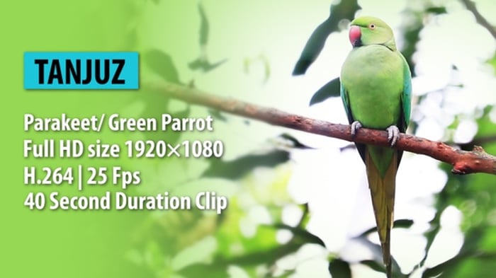 Green Parrot Perched on a Tree Branch, Nature Stock Footage ft. parrot ...