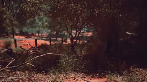 Slow Panning Through a Natural Forest Environment with Red Soil