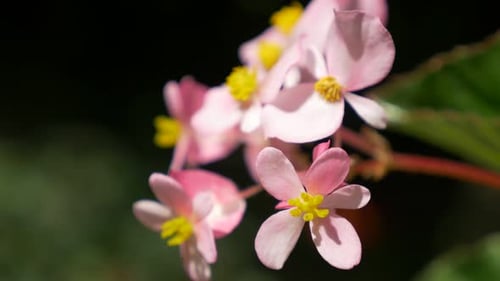 Pink garden flowers in 4K UHD 2160p close-up footage - Pink flowers in the garden outdoor 4K 3840X21