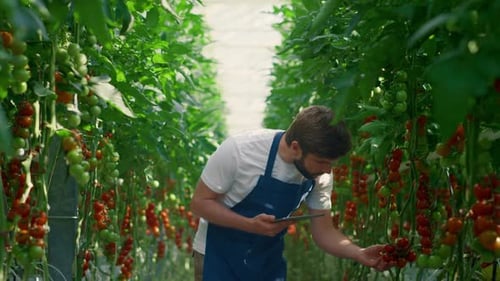 Botanical Scientist Device Monitoring Plants Growing on Technological Farm