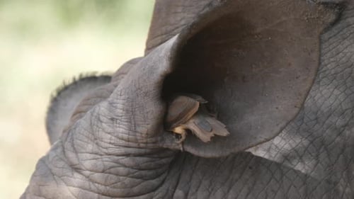 Un pic à bec jaune mange des insectes dans une oreille de rhinocéros