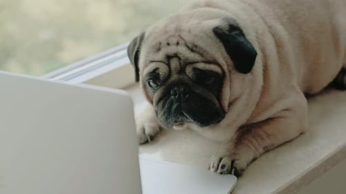 Pug Dog Lying on a Windowsill with Laptop